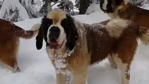 Cute Dogs In The Snow Playing