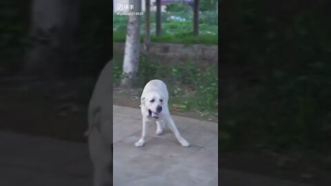 DOG SAVE BLIND MAN LIFE SHOTS DOGSAVE