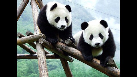 cute baby pandas playing
