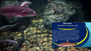 Lake Trout Exhibit