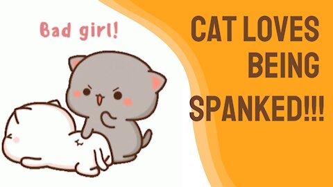 Wait What! This Turkish Cat Loves Being Spanked!!
