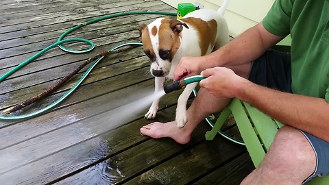 Silly Pup Tries To Bite The Water From The Hose