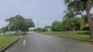 Luna Taking a Walk in the Loveridge Heights District of Melbourne Florida