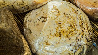 Why Are People Eating Maggot Filled Cheese?