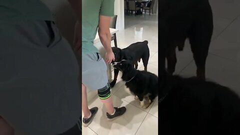 Rottweiler with shoes