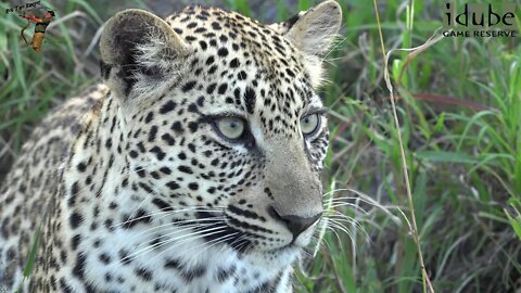 Leap Of Leopards - Mother And Cubs (25): Cubs Having Fun Alone