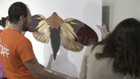 Feeling buggy? Ella Sharp Museum is set to debut a new 'larger-than-life' insect exhibit