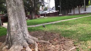 Squirrel In The Park