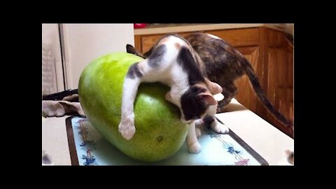 Funniest Cats 😹 - Don't try to hold back Laughter 😂 - Funny Cats Life