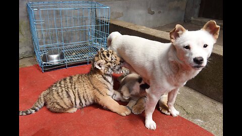 Tiger cubs wants milk from dog 😍 mother love 😘