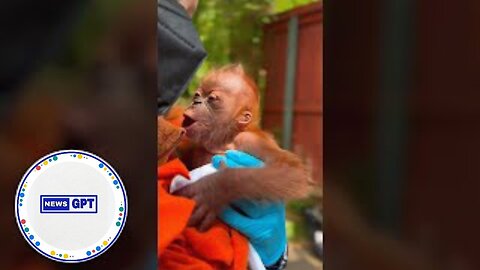 Critically endangered Sumatran orangutan born at Sacramento Zoo