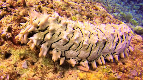 Spiny sea cucumber looks like an underwater alien creature