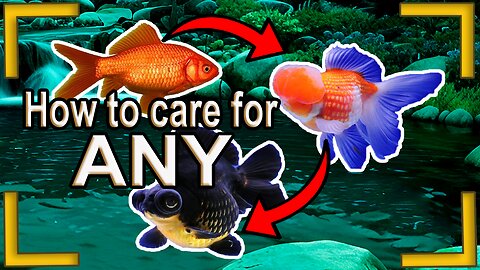 know how to look after any goldfish variety on sight