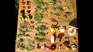 DISCOVER THE FORAGER'S GUIDE TO WILD FOODS