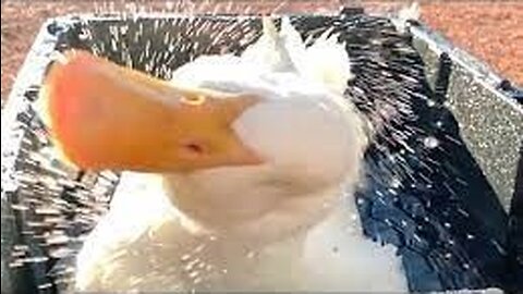 Duck takes a bath in a container (slow mo)