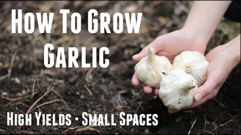 How To Grow Garlic - Ultimate Guide For High Yields