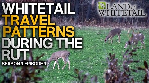 Travel Patterns During the Rut | Land of Whitetail