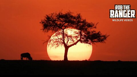 Sunset Over The Plains | Lalashe Mara Ripoi Safari