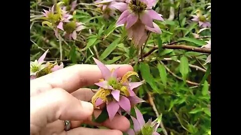 Spotted Bee Balm (or Horsemint)- Uses and benefits.