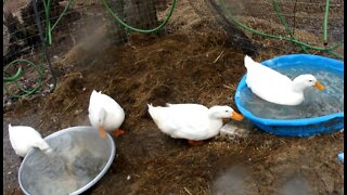 Ducks in the pools
