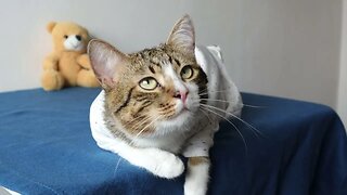 Funny Cat in Baby Clothing