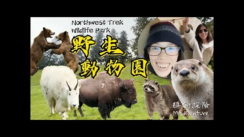 戶外探險 | 類侏儸紀公園體驗的野生動物園！美洲西北稀奇動物毛孩一次滿足 Washington Northwest Trek Wildlife Park Jurassic Park Style Zoo