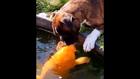 Carp wanna kiss my puppy, so sweet, is it?