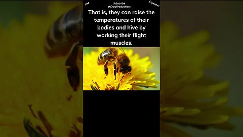 Bees have a natural warming technique #bee #shorts