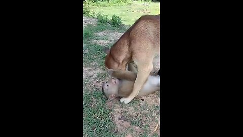 Dog and Monkey fight