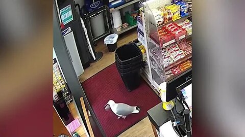 Sneaky seagull steals croissant from a shop