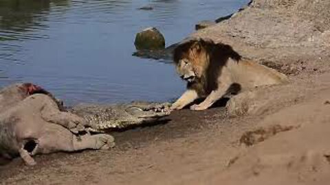 Lion vs Crocodile