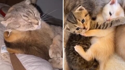 Compilation Of Kitten Best Friends Cuddling Each Other