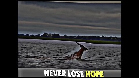 Never Lose Your Hope ( motivational video )