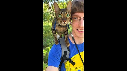 HOW TO TRAIN Savannah cat ￼under 1 min