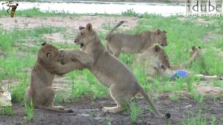 Lion Cubs Play In The Riverbed