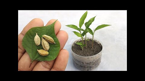 Grow cardamom from seeds | Grow Properly at home | Grow plants from seeds