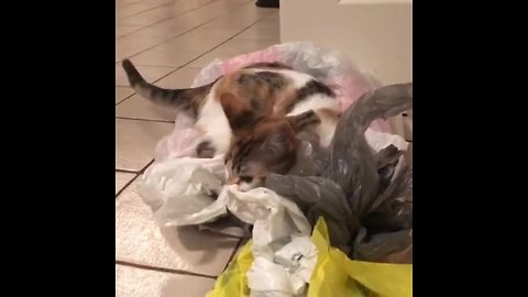 Kitten Learns How To Reduce, Reuse And Recycle