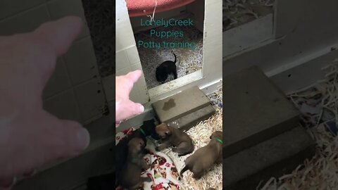 Puppy potty training starts at three wks old LonelyCreek