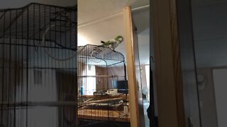 Fuzzy the rescue parrot has an inquiring mind