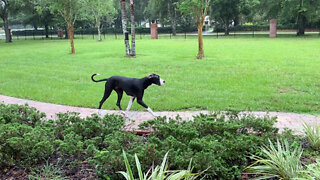 Great Dane Watches Funny Puppy Run & Play In the Rain