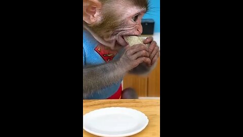 Monkey funny video cartoon || cartoon || kids cartoon || #cartoon #funnycartoon #kids