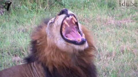 Old Male Lion Yawns