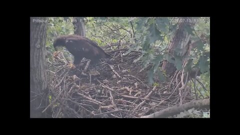 Hays Eagles Juvenile kicks H14 off nest ,H13 tries to come in and goes to Woods Limb 7.13.21 17:50