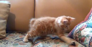 Funny cat playing - Gato engraçado brincando