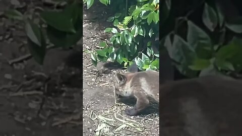 wake up little one #foxes #cuteanimals #cute #animalshorts #foxesofinstagram #ahhhhhhh