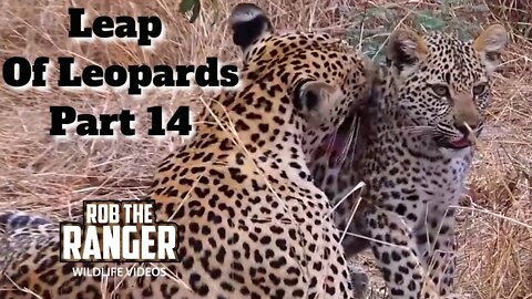 Leap Of Leopards: Mother And Cubs (14): Family Fun