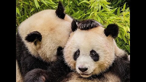 Zoo nacional se despide de los pandas chinos | NTD NOTICIAS