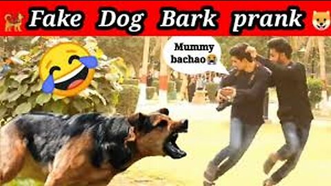 Troll Prank Dog Funny _ fake Lion and Fake Tiger Prank To dog _ Huge Box Prank to dog episode #1