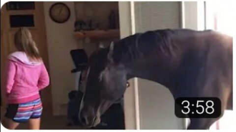 Horse Walks Inside House to Chill With Owner