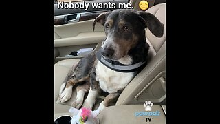 Paw Pals TV: Nobody Wants Bandit